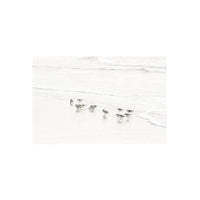 Cattie Coyle Photography Sandpiper Greeting Card