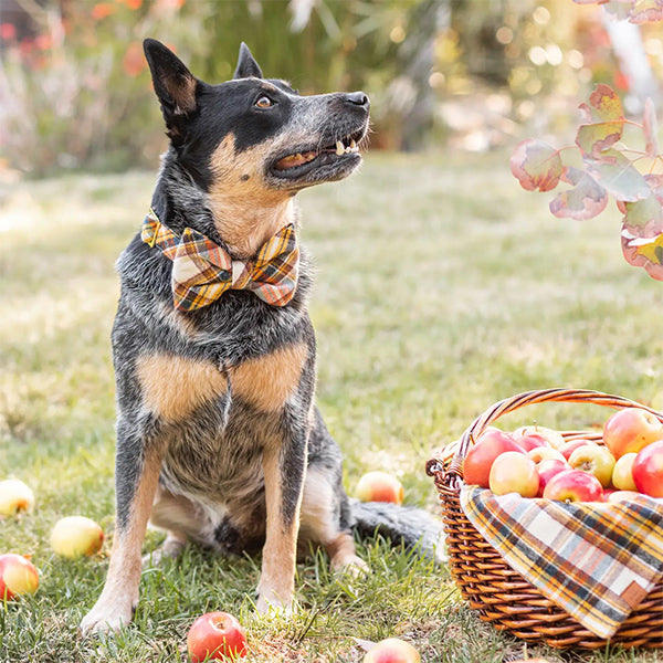 The Foggy Dog Cornucopia Flannel Fall Collar