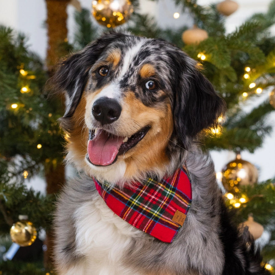 The Foggy Dog Tartan Plaid Holiday Bandana
