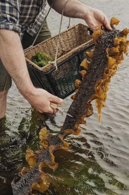 The Coastal Forager – A Guide to Wild Foods of the Shoreline