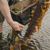 The Coastal Forager – A Guide to Wild Foods of the Shoreline